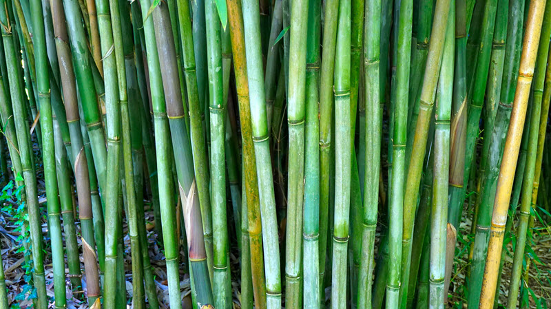 bamboo