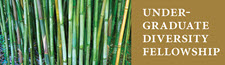 Undergraduate Diversity Fellowship